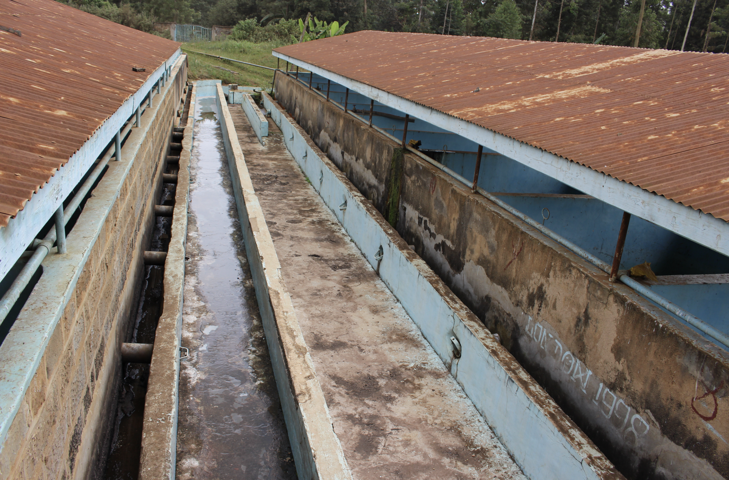 Kenya Inoi Ndimi AB Washed