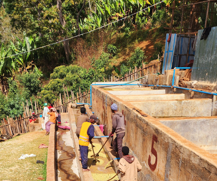 Ethiopia Diima Siko Natural