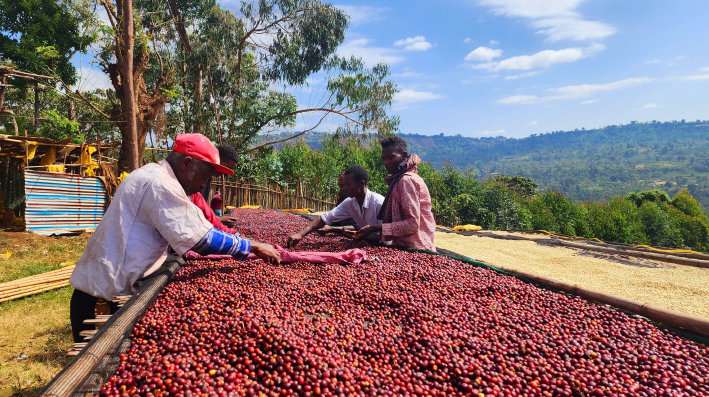 Ethiopia Diima Siko Natural