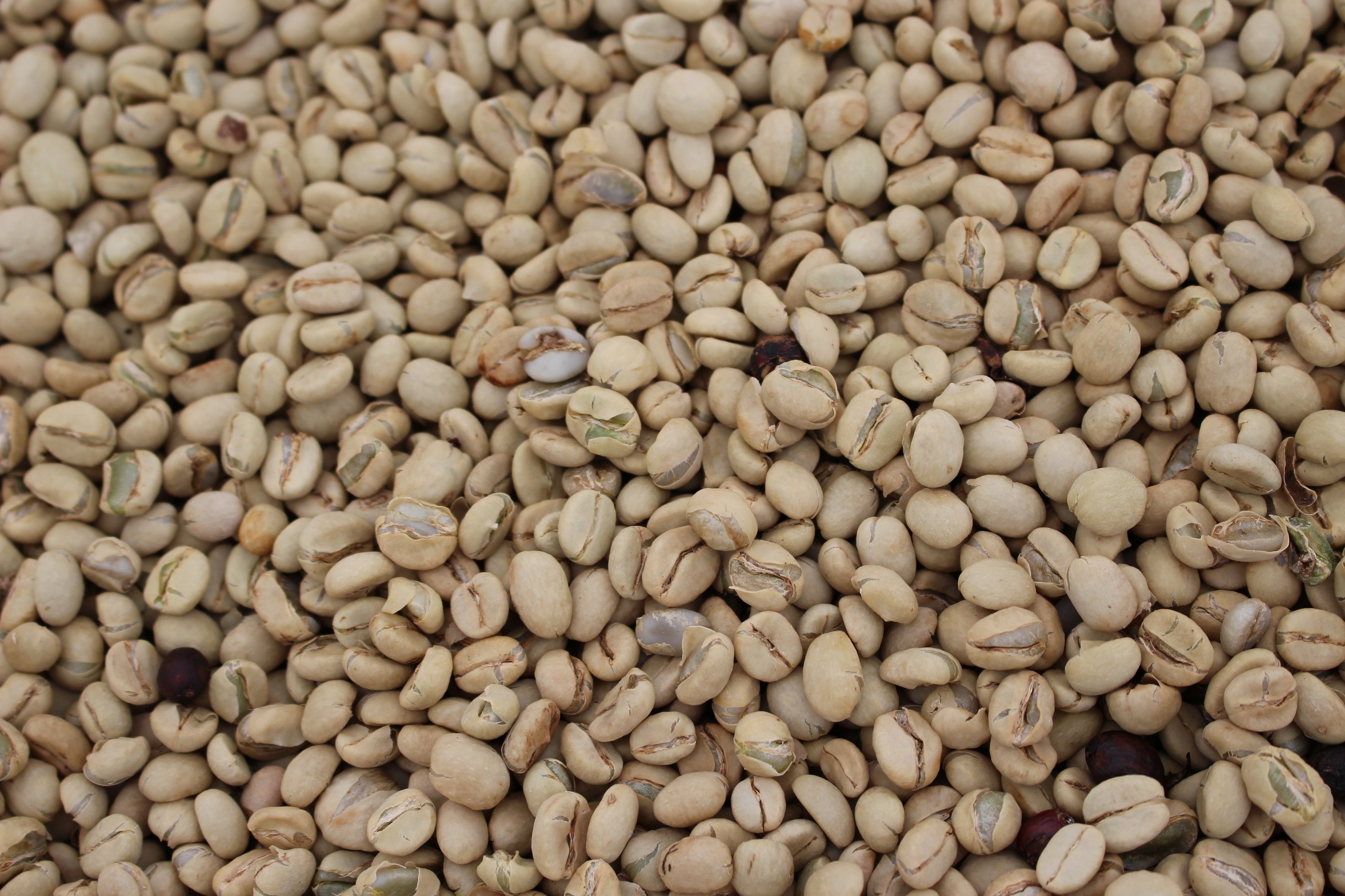 Kenya Inoi Ndimi AB Washed