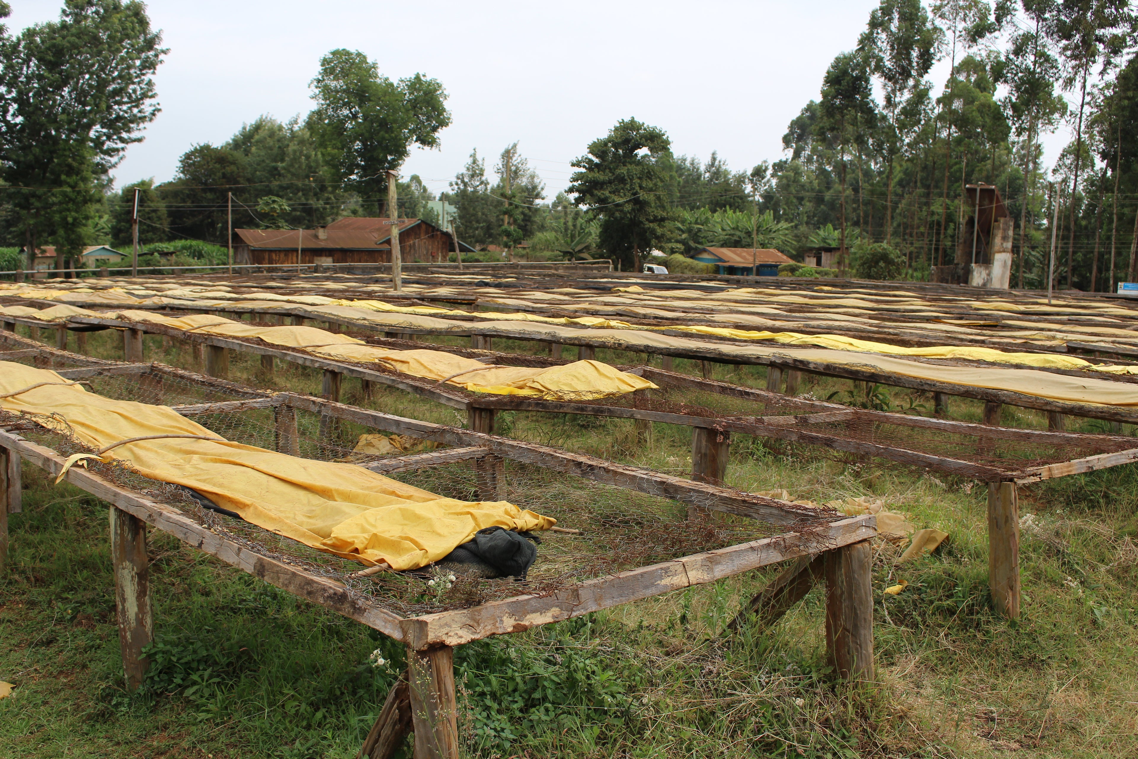 Kenya Inoi Ndimi AB Washed