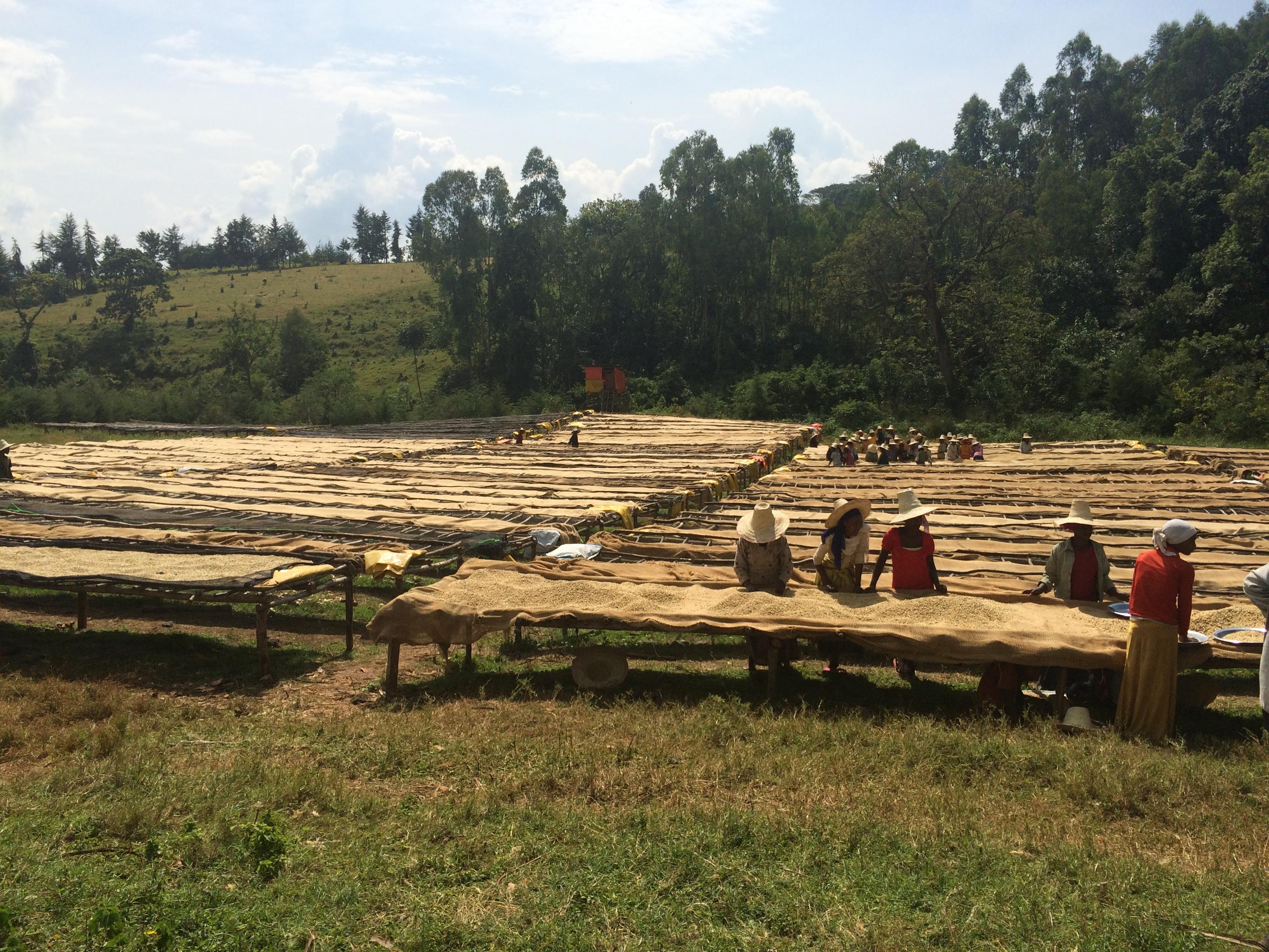 Ethiopia Nano Challa Washed