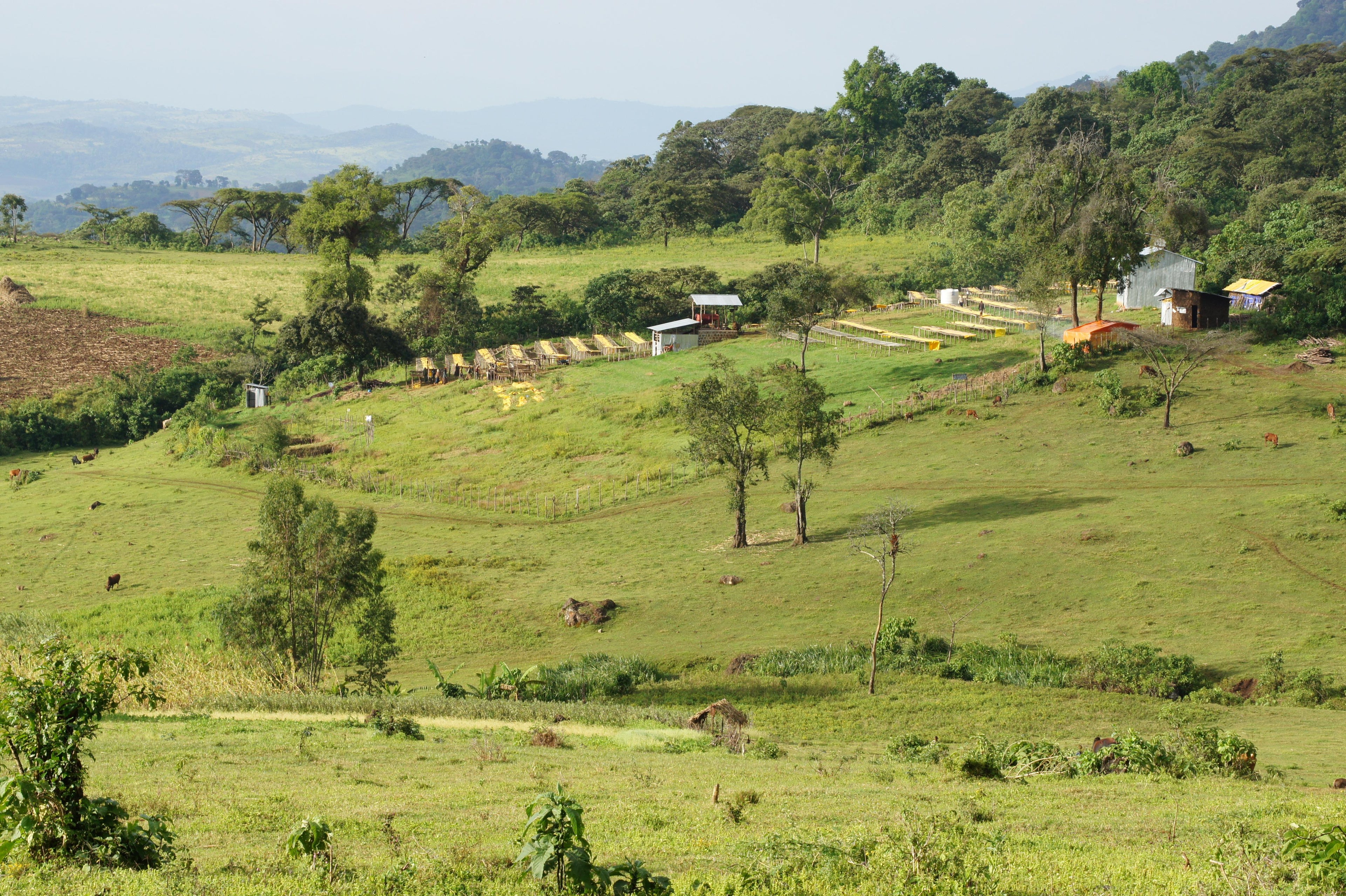 Ethiopia Nano Challa Washed