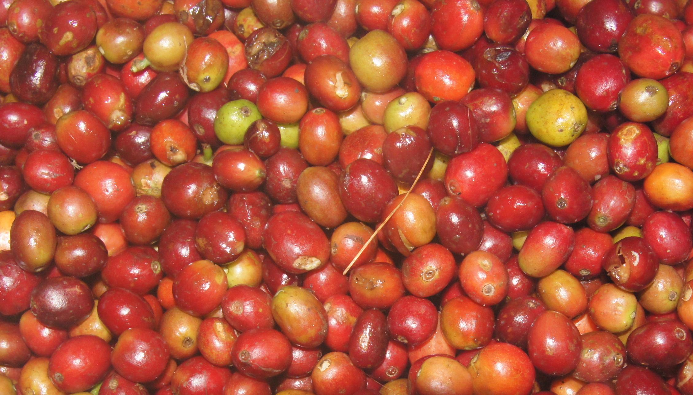 Ethiopia Nano Challa Washed